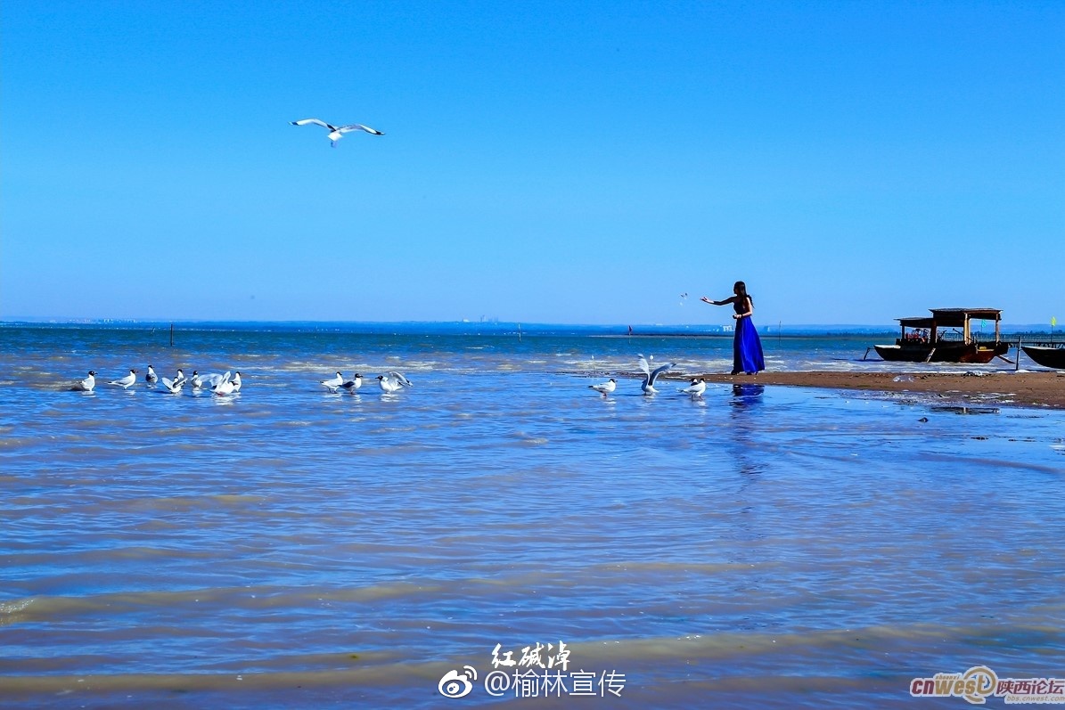 天高云淡！神木红碱淖——遗鸥之乡