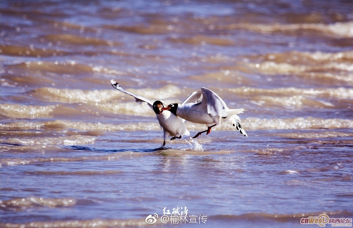 天高云淡！神木红碱淖——遗鸥之乡