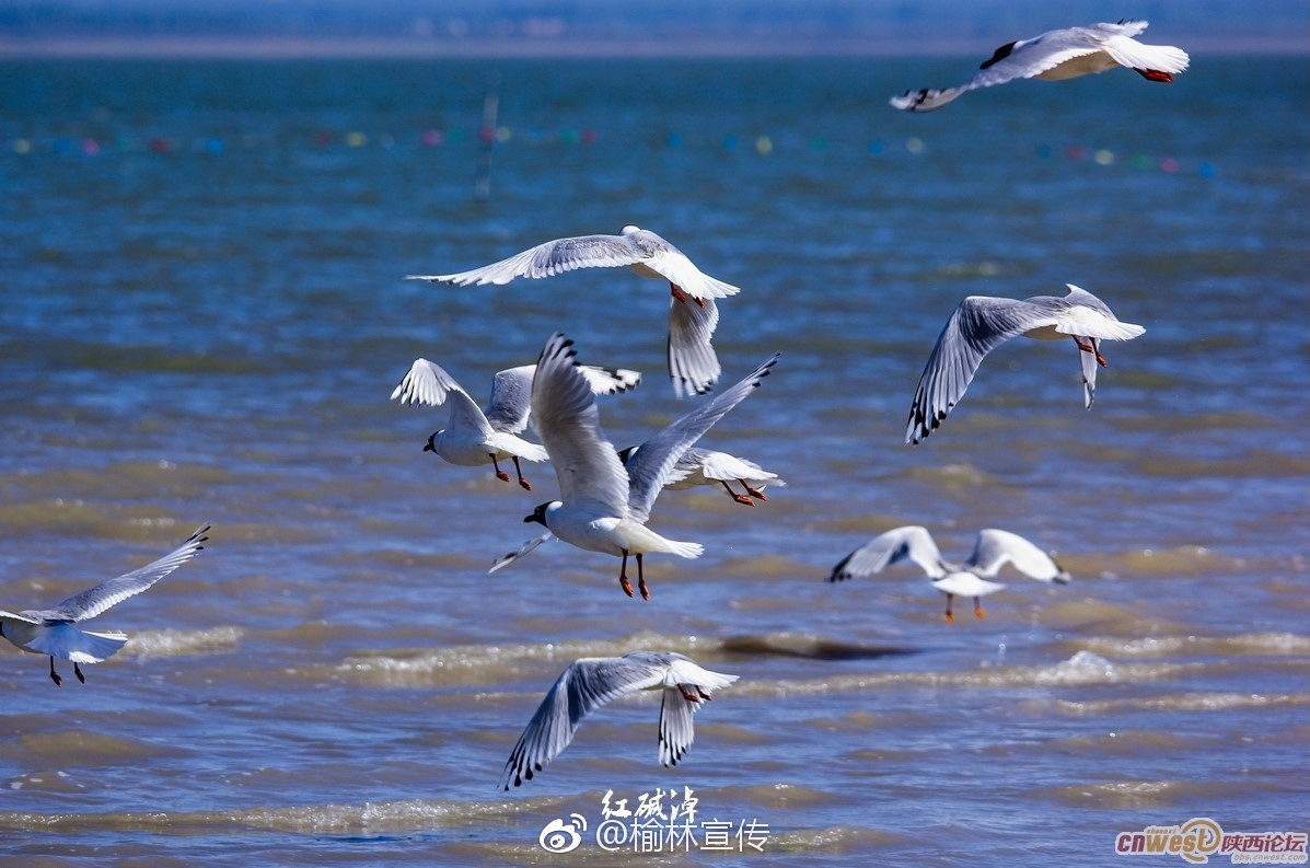 天高云淡！神木红碱淖——遗鸥之乡