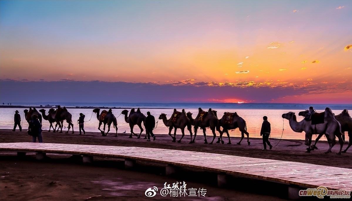 天高云淡！神木红碱淖——遗鸥之乡