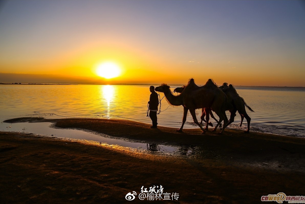 天高云淡！神木红碱淖——遗鸥之乡
